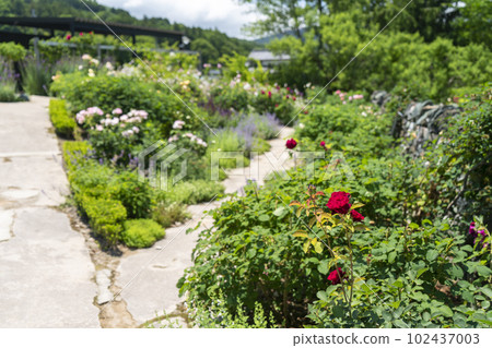 英國花園在初夏 102437003