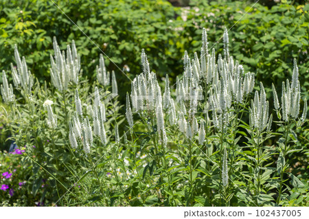 初夏英式花園中的白花 初夏英式花園中的白花 102437005