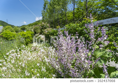 英國花園在初夏 英國花園在初夏 102437008