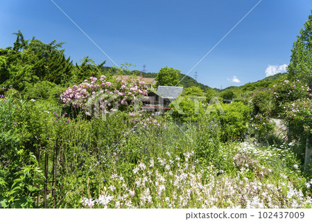 初夏英式花園中的玫瑰小屋 102437009
