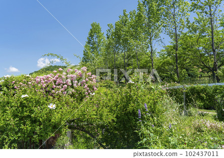 初夏英國花園玫瑰和藍天 初夏英國花園玫瑰和藍天 102437011