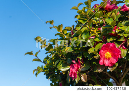 Camellia flowers blooming towards the January sun 102437286