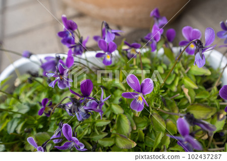 Violet flowers show their presence at the entrance in January 102437287