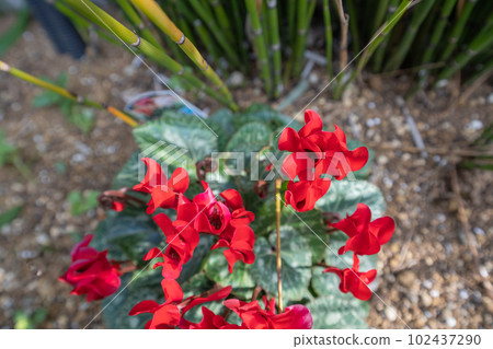 Red, brightly blooming winter cyclamen flowers in a flowerbed Red, brightly blooming winter cyclamen flowers in a flowerbed 102437290