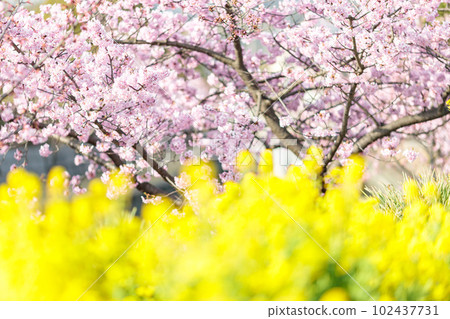 Kawazu cherry | 102437731