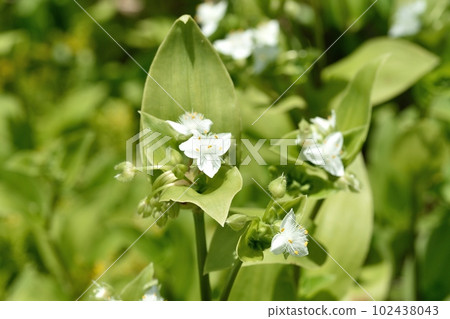 Tokiwatsuyukusa的花 Tokiwatsuyukusa的花 102438043