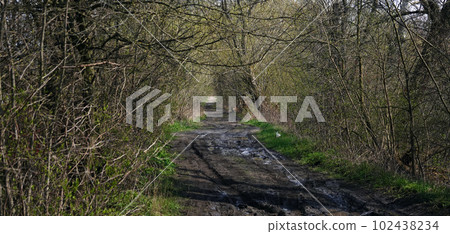 Dirt blurred country road among trees and bushes Dirt blurred country road among trees and bushes 102438234