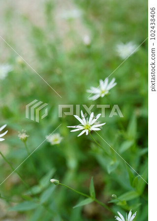 4553 Chickweed 102438406