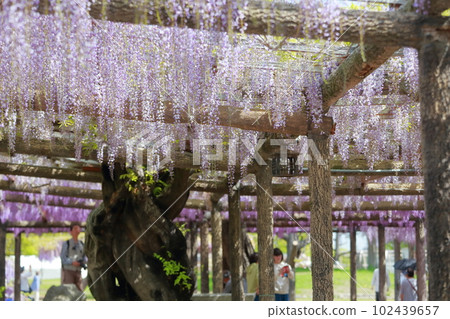 Scenery of colorful wisteria trellis flowers blooming (wisteria in Tennogawa Park, Tsushima City, Aichi Prefecture) 102439657