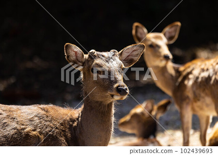 EOSR6.廣島宮島，清爽雄鹿。 102439693