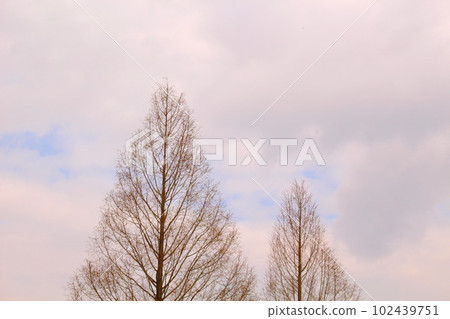 two trees in a row two trees in a row 102439751