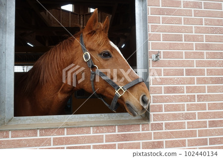 Profile of a thoroughbred looking out from the stables Profile of a thoroughbred looking out from the stables 102440134