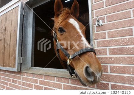 Profile of a thoroughbred looking out from the stables 102440135