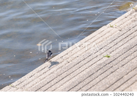 Boxing cherry blossoms 102440240