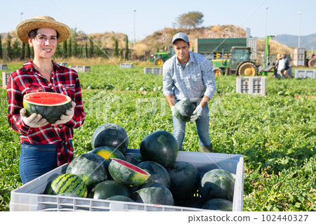 Happy woman farmer with half a watermelon in her hands posing in farmer field Happy woman farmer with half a watermelon in her hands posing in farmer field 102440327