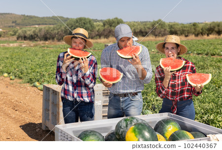Farmers enjoy tasting watermelon after harvest in farmer field Farmers enjoy tasting watermelon after harvest in farmer field 102440367