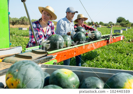 Man and women farmers standing at conveyor, sorting watermelons 102440389