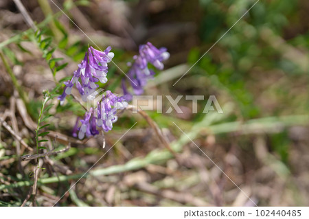 Naayakusafuji 102440485
