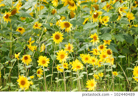 Hokkaido Palette Hill Sunflowers 102440489