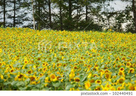 Hokkaido Palette Hill Sunflowers Hokkaido Palette Hill Sunflowers 102440491