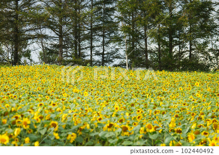 Hokkaido Palette Hill Sunflowers Hokkaido Palette Hill Sunflowers 102440492