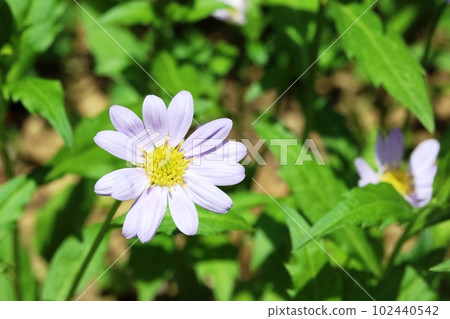 Small Chrysanthemum Blooming in Spring Miyako Wasure (Miyako Wasure) 102440542