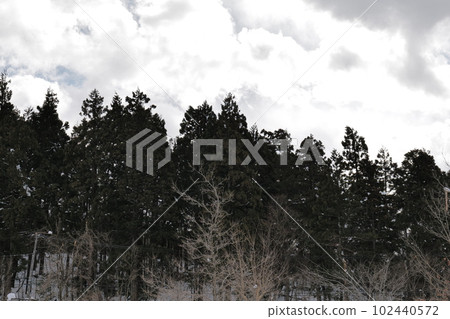 樹木和多雲 102440572