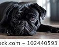 Cute sad lonely black pug lieing on house floor waiting for owner. Miss you concept 102440593