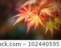Orange red autumn Japanese Maple tree laves on dark blurred background 102440595