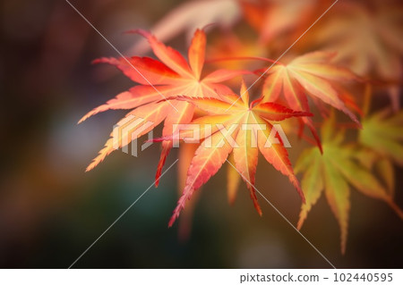 Orange red autumn Japanese Maple tree laves on dark blurred background 102440595