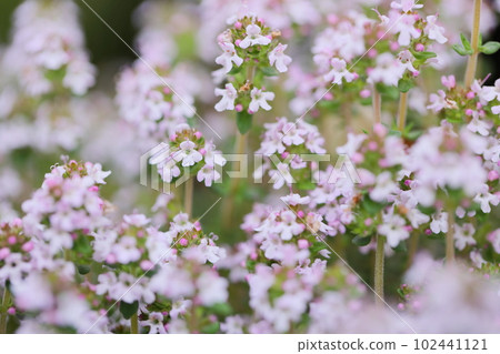 盛開的百里香花 [藥草] 102441121