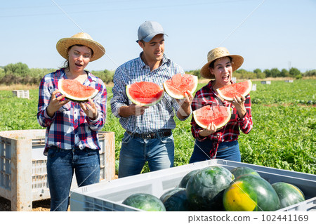 Farmers enjoy tasting watermelon after harvest in farmer field Farmers enjoy tasting watermelon after harvest in farmer field 102441169