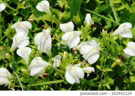 White flower moss (white flower moss) whose number of flowers has decreased year by year White flower moss (white flower moss) whose number of flowers has decreased year by year 102441224