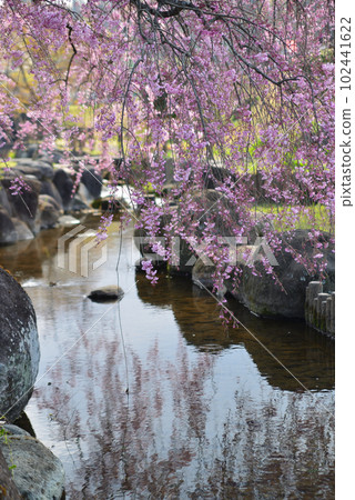 river and weeping cherry river and weeping cherry 102441622