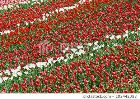 Tulip Garden 102442388