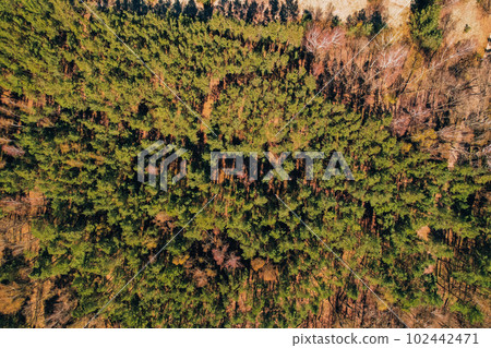 Aerial view of forest tree tops top view. Drone shot over spruce conifer treetops in summer spring autumn trees, nature background landscape Birds eye view in morning bright sunlight 102442471