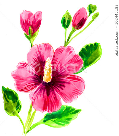 Pink flowers on white background 102443182