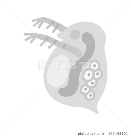 Daphnia monochrome 102443191