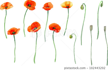 Nagami poppy vector illustration set 102443202