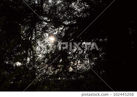 Sunbeams 102443208