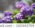 雨季綻放的淡紫色繡球花 102443709