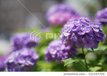 雨季綻放的淡紫色繡球花 雨季綻放的淡紫色繡球花 102443709