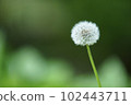 柔軟的蒲公英絨毛 102443711