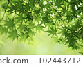 年輕的楓葉預示著春天的到來 102443712