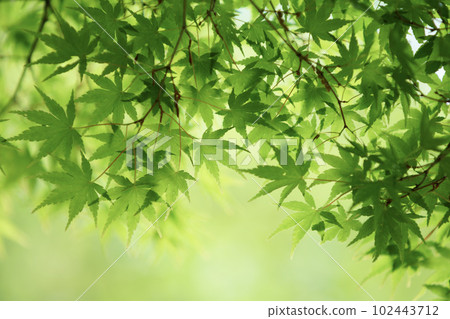 Young maple leaves heralding the arrival of spring Young maple leaves heralding the arrival of spring 102443712