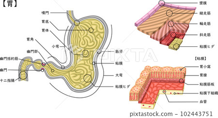 Stomach structure illustration Japanese 102443751