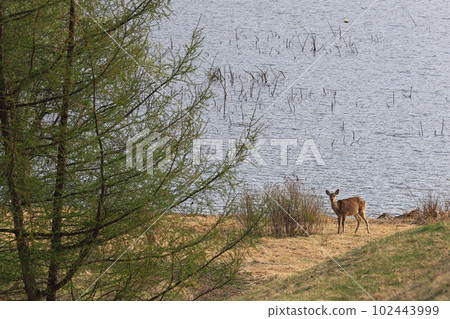 湖邊的春天蝦夷鹿 102443999