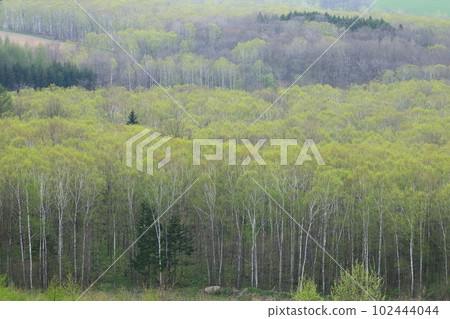 Fresh green white birch forest, white birch forest Fresh green white birch forest, white birch forest 102444044