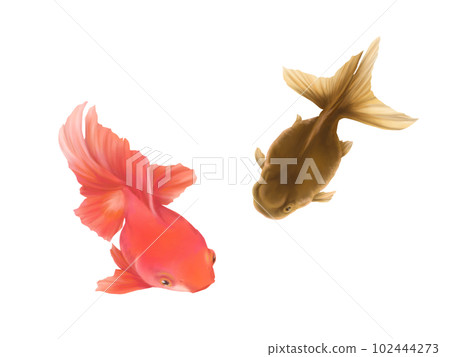 兩條逼真的金魚（高頭藍魚和紅魚）的水彩插圖 102444273