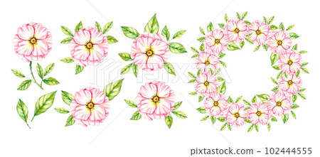 Watercolor set of wild rose flowers on a white background 102444555